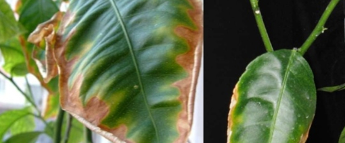 55728_07.jpg 55728_07.jpg